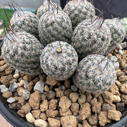 1.5-6cm Turbinicarpus schmiedickeanus ssp. dickisoniae
