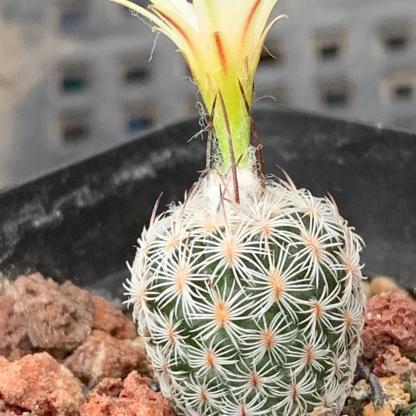 1.5-6cm Turbinicarpus schmiedickeanus ssp. dickisoniae