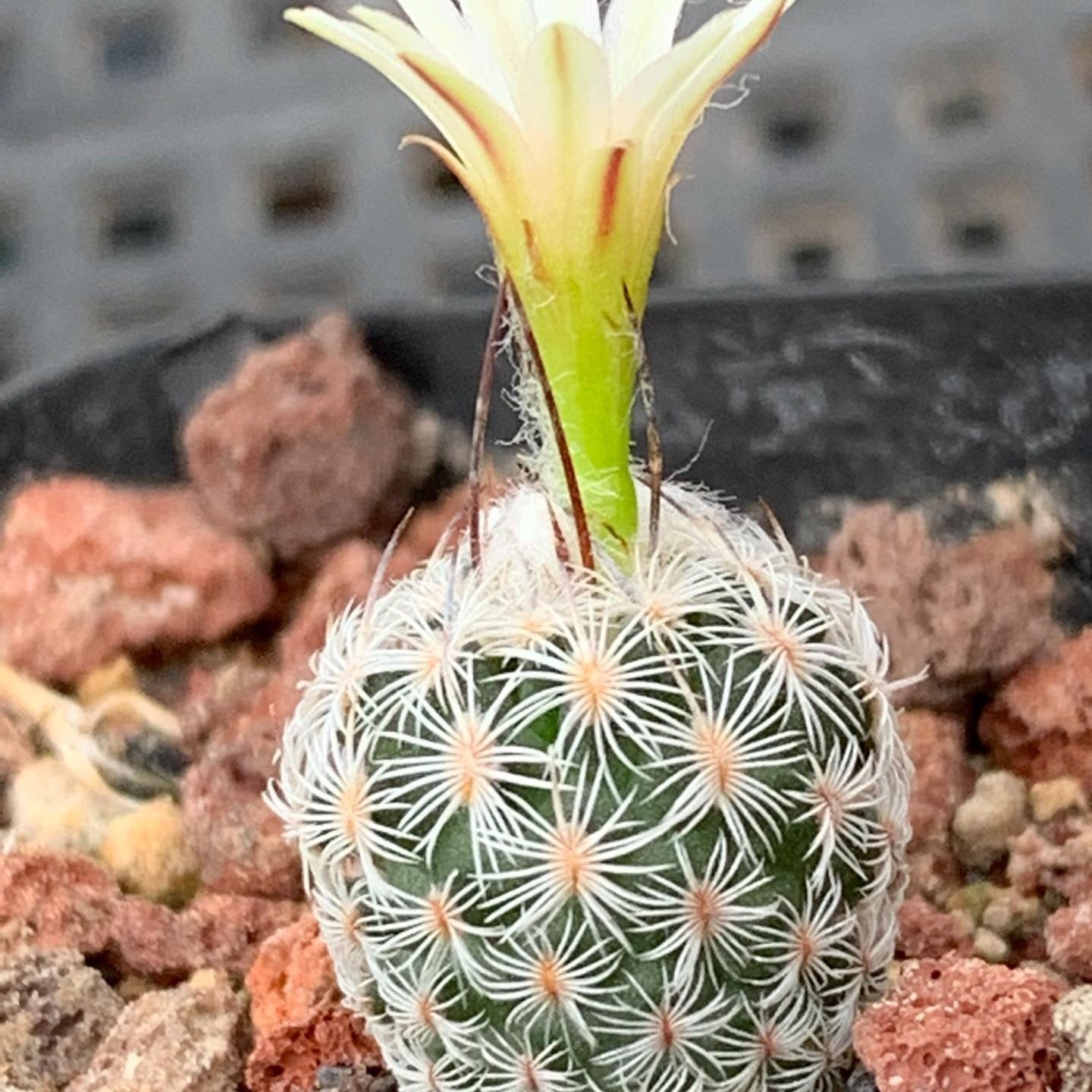 1.5-6cm Turbinicarpus schmiedickeanus ssp. dickisoniae