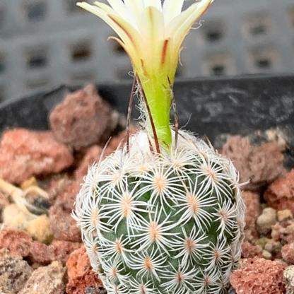 1.5-6cm Turbinicarpus schmiedickeanus ssp. dickisoniae