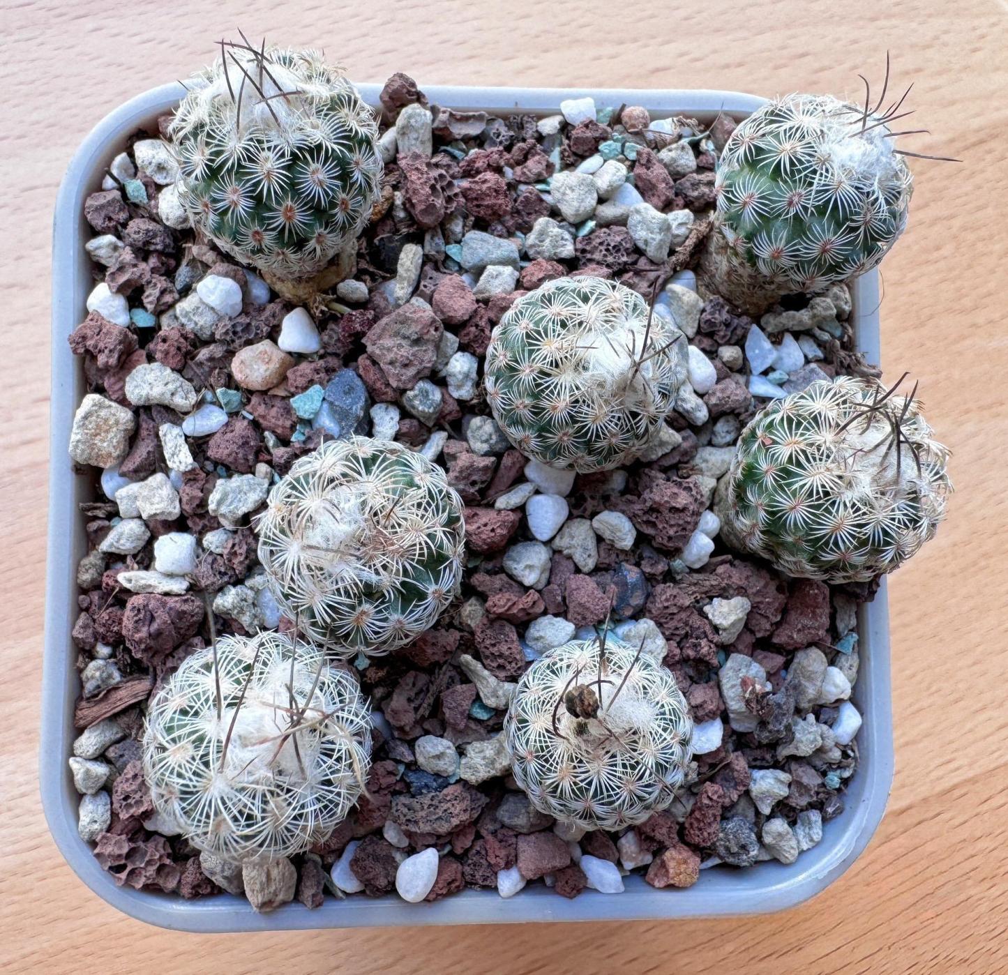 1.5-6cm Turbinicarpus schmiedickeanus ssp. dickisoniae
