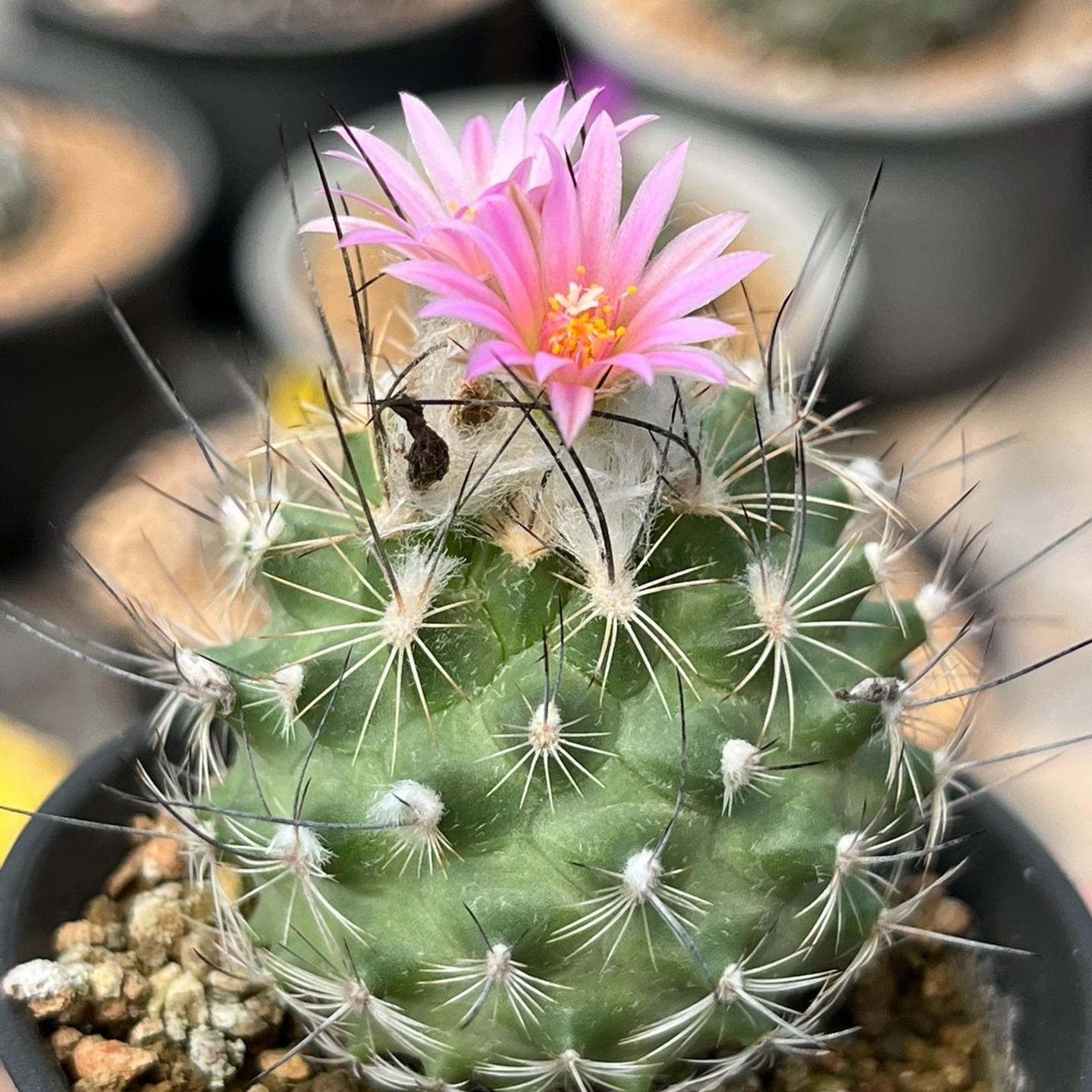 2.5cm Turbinicarpus gielsdorfianus