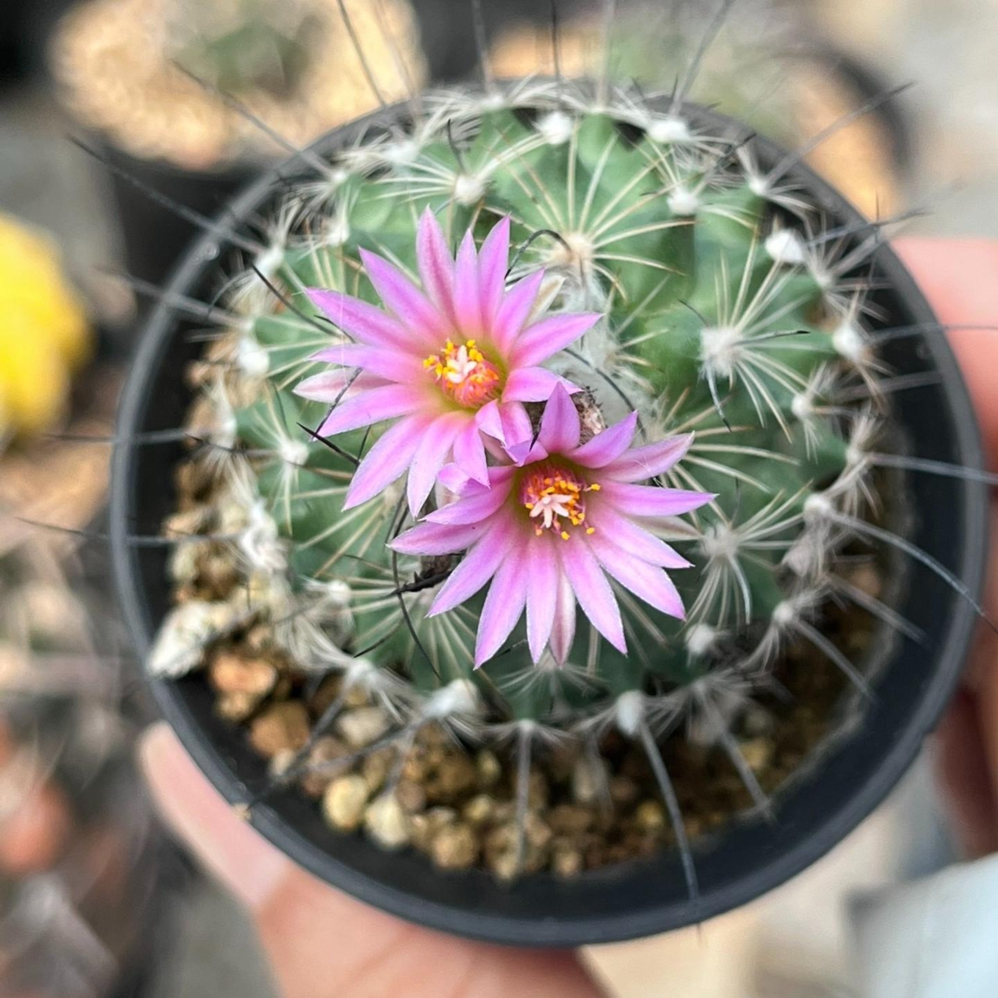 2.5cm Turbinicarpus gielsdorfianus