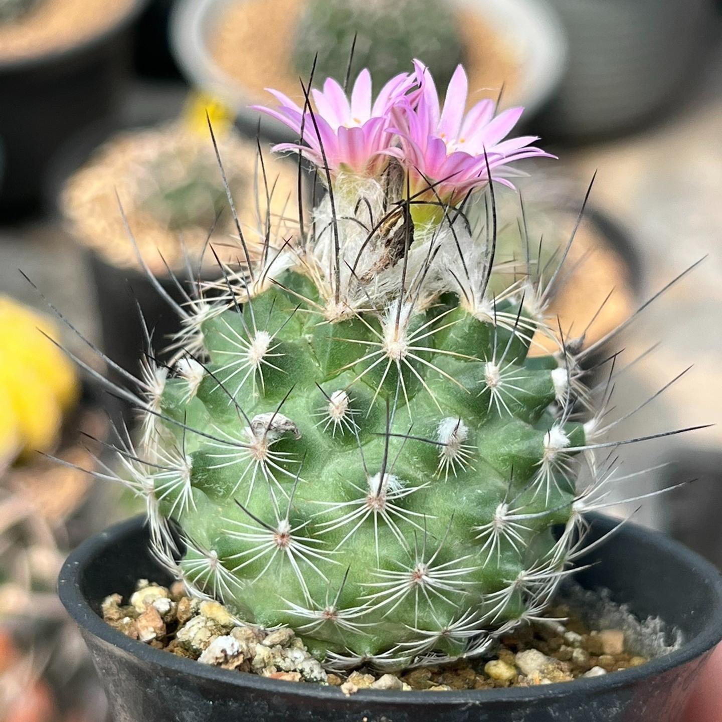 2.5cm Turbinicarpus gielsdorfianus