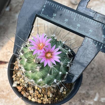2.5cm Turbinicarpus gielsdorfianus