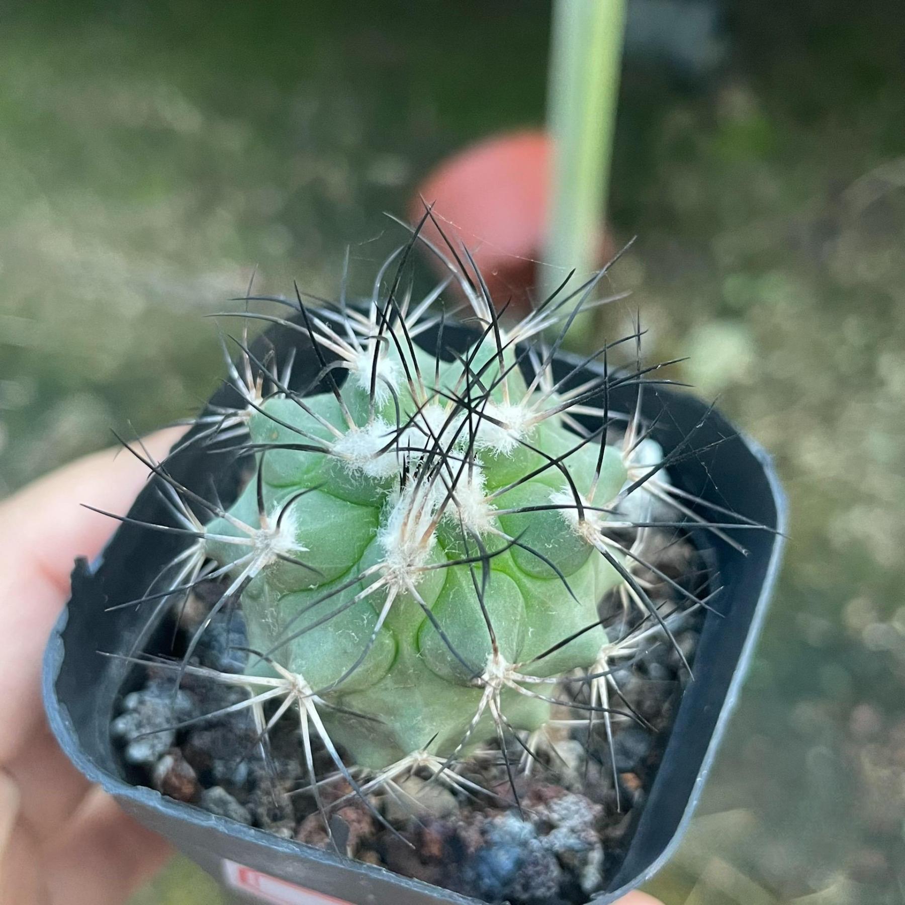 2.5cm Turbinicarpus gielsdorfianus
