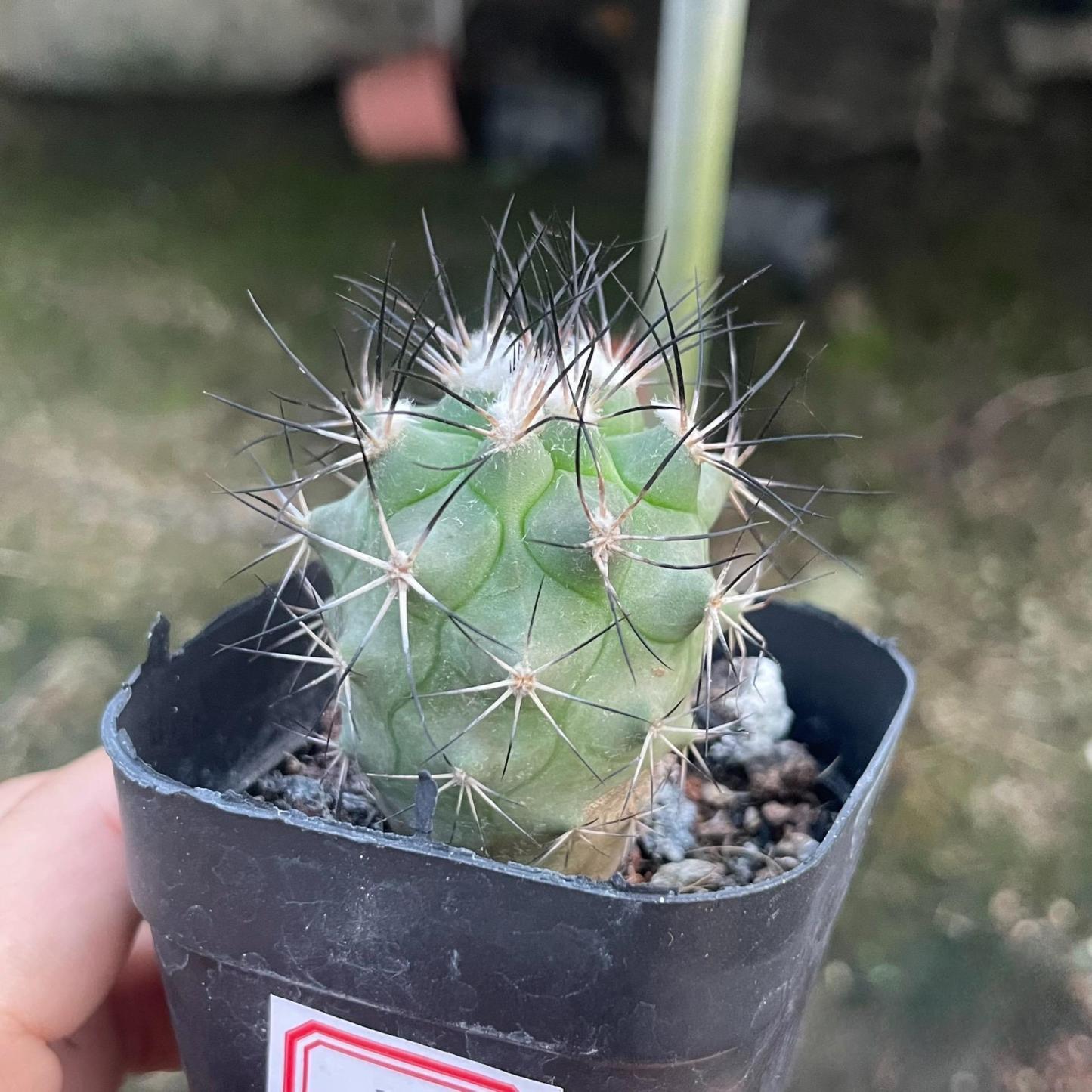 2.5cm Turbinicarpus gielsdorfianus