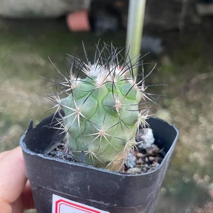 2.5cm Turbinicarpus gielsdorfianus