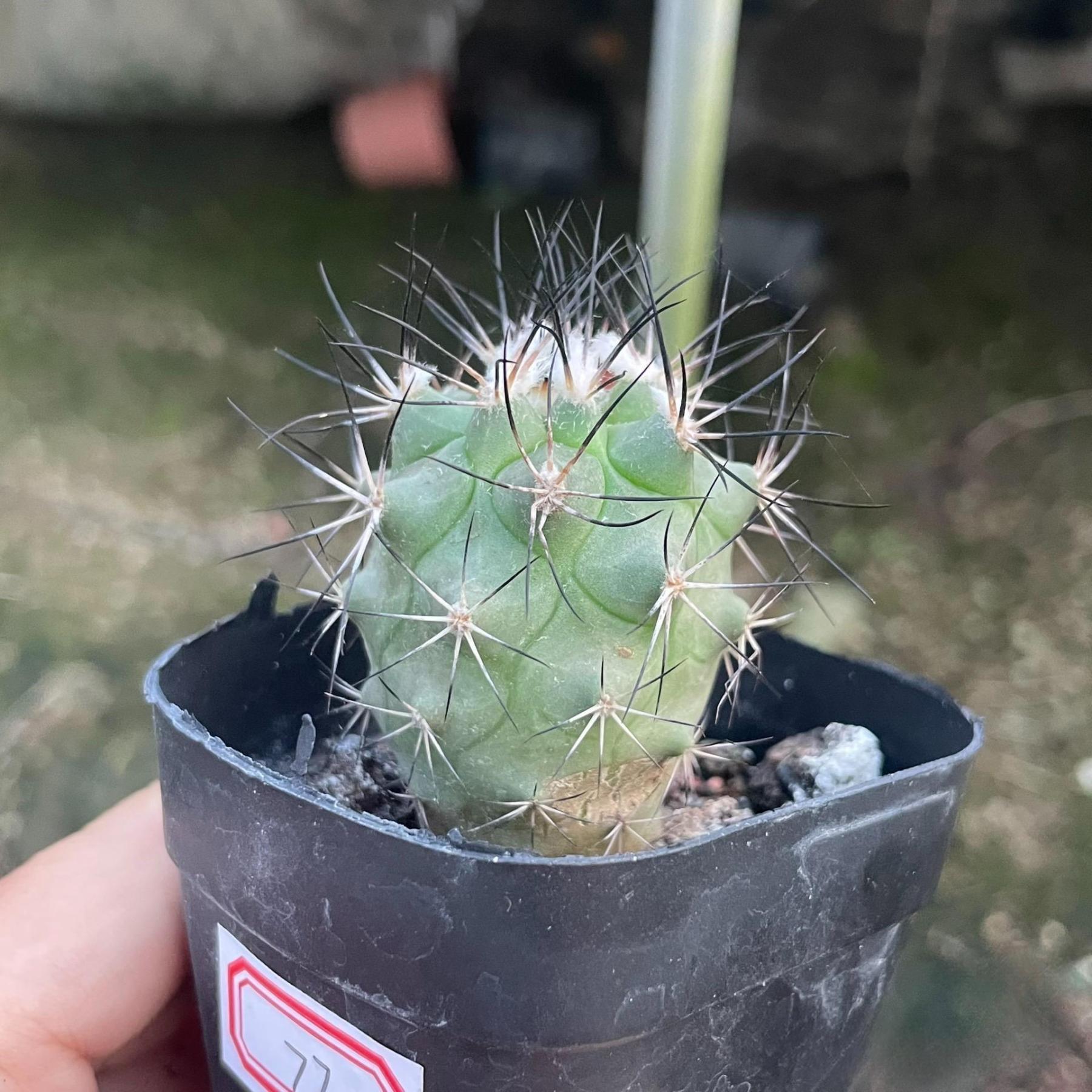 2.5cm Turbinicarpus gielsdorfianus