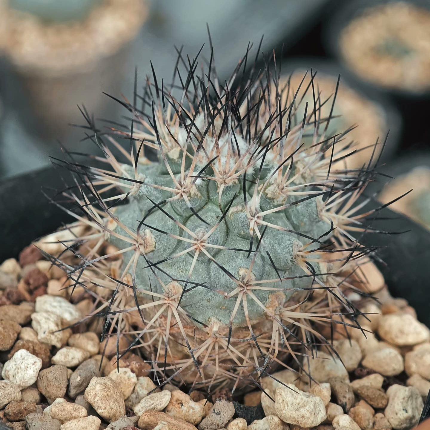 2.5cm Turbinicarpus gielsdorfianus