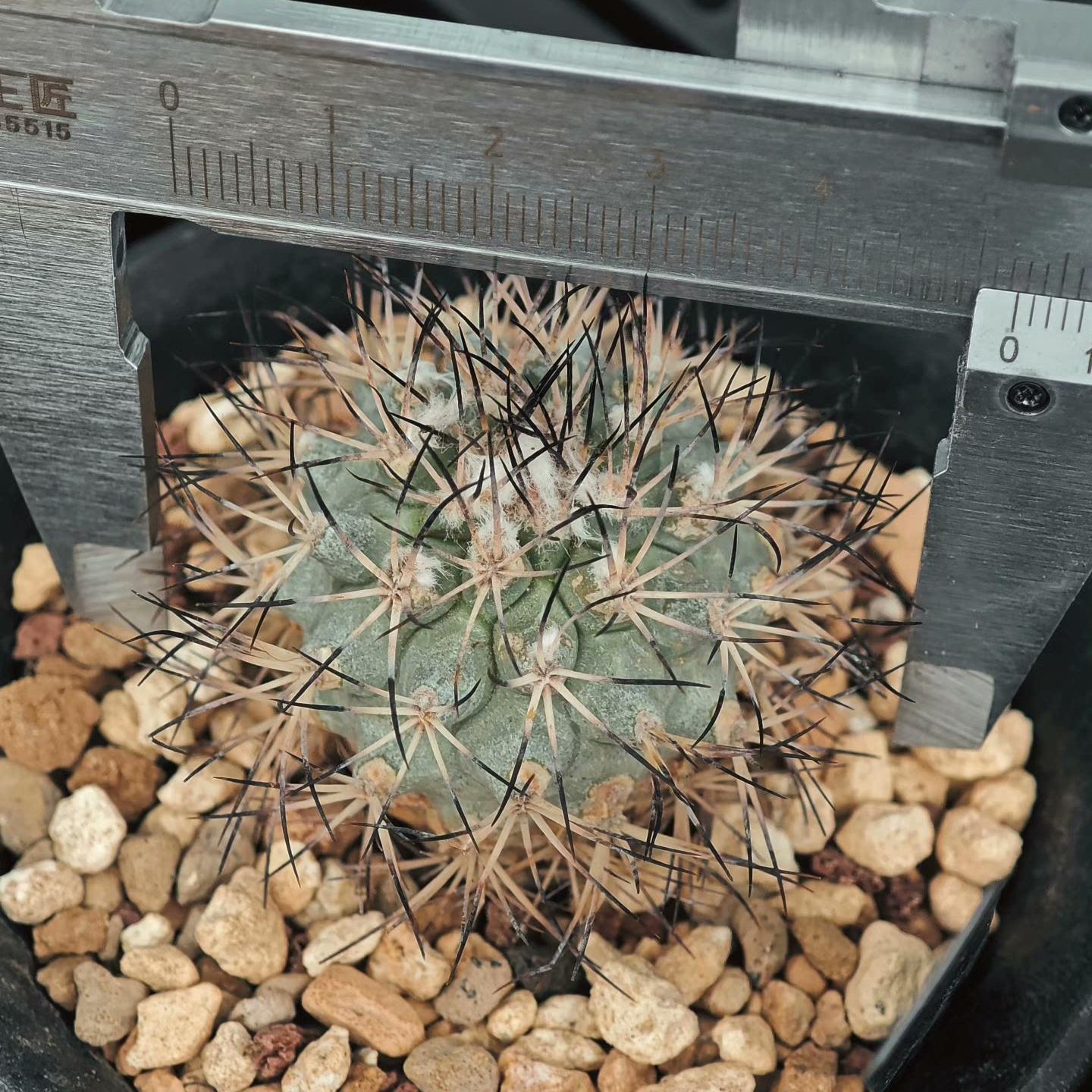 2.5cm Turbinicarpus gielsdorfianus