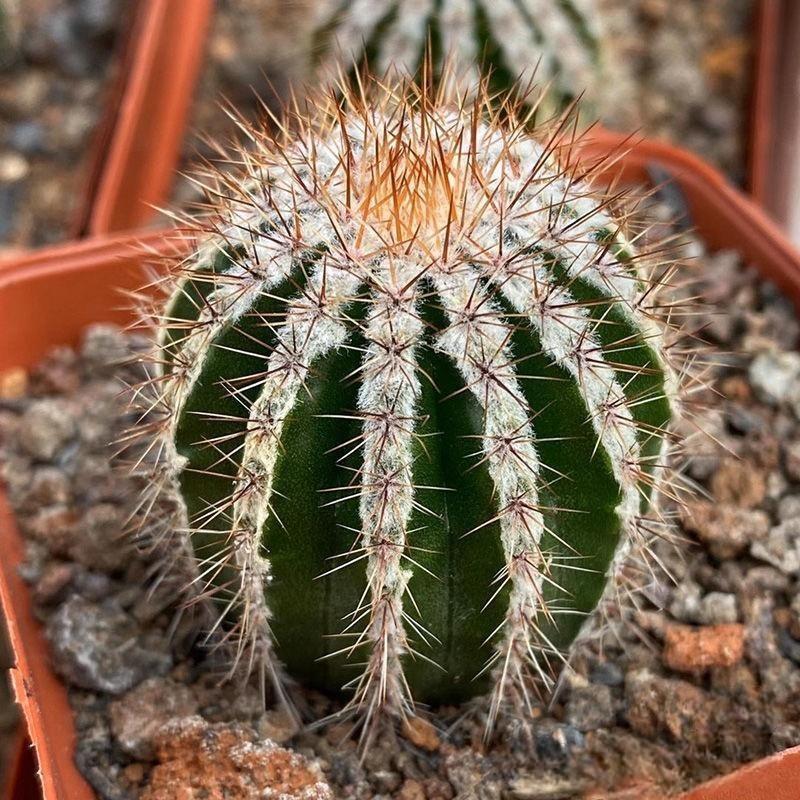 5-7cm Echinopsis tubiflora f.albamarginata‌