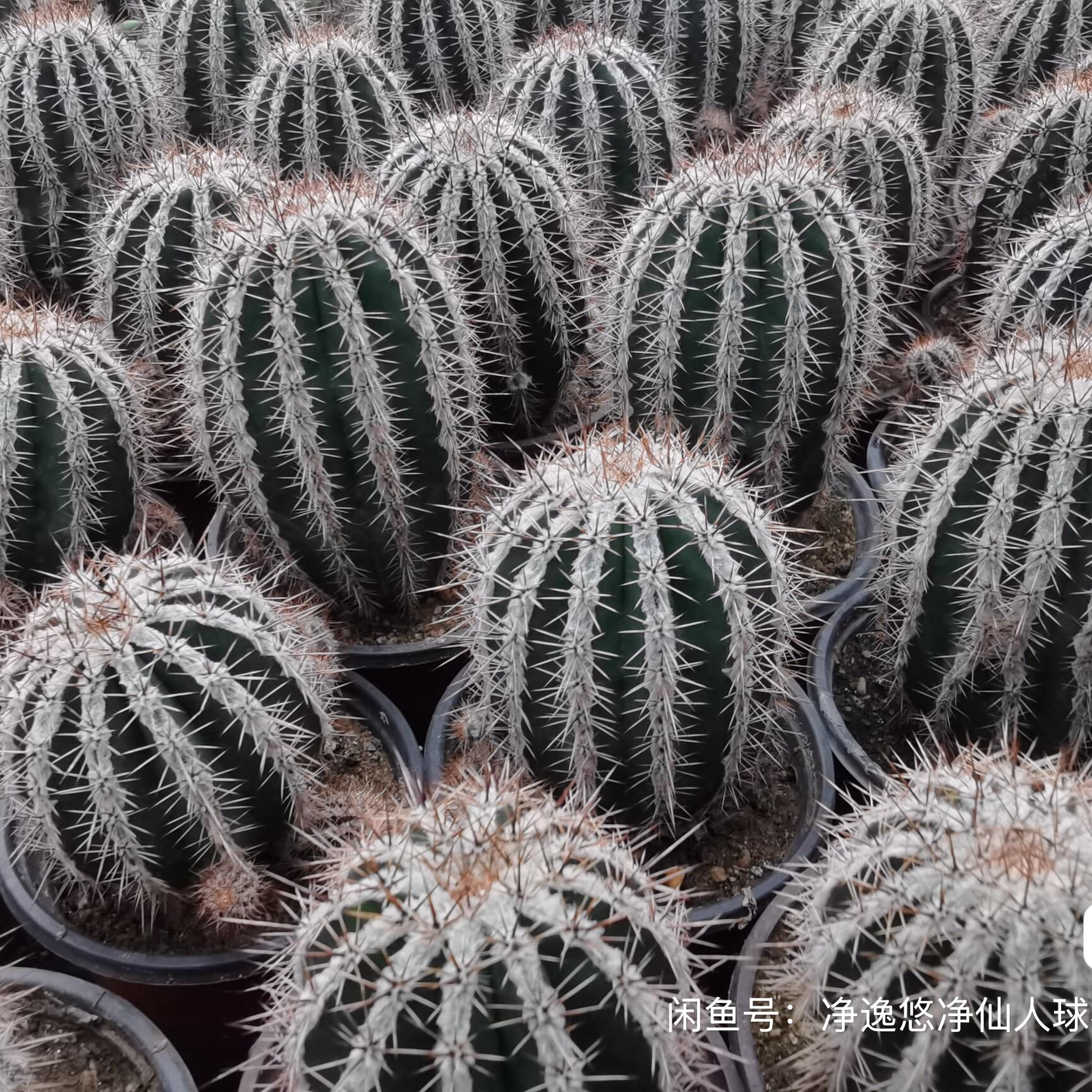 5-7cm Echinopsis tubiflora f.albamarginata‌
