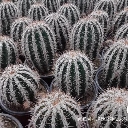 5-7cm Echinopsis tubiflora f.albamarginata‌