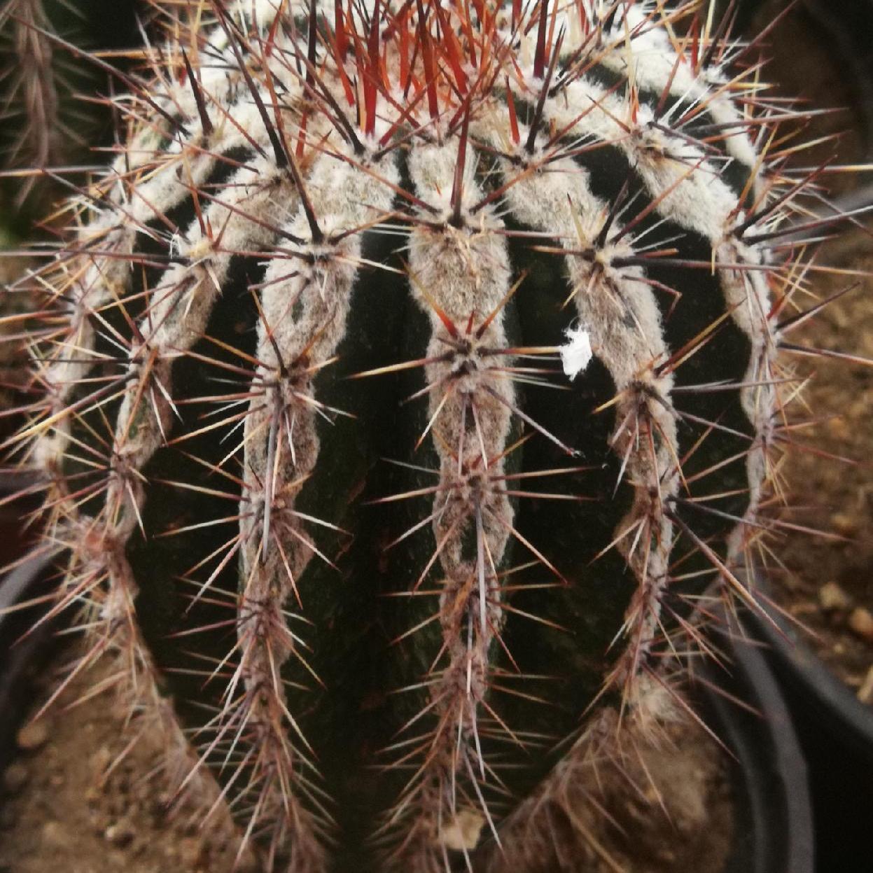 5-7cm Echinopsis tubiflora f.albamarginata‌