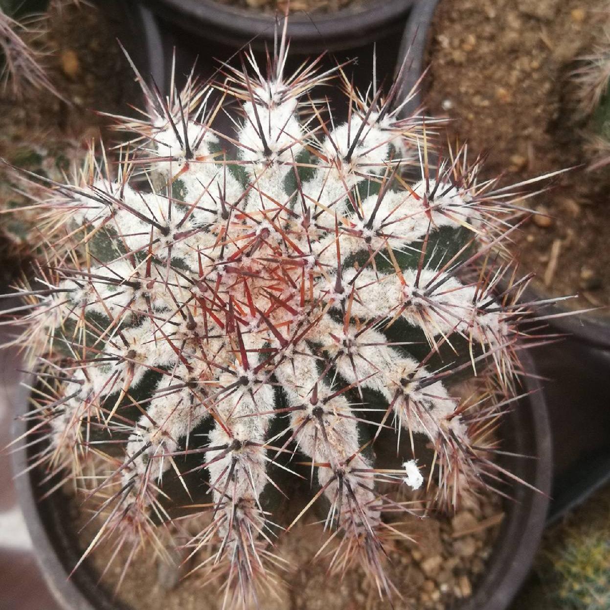 5-7cm Echinopsis tubiflora f.albamarginata‌