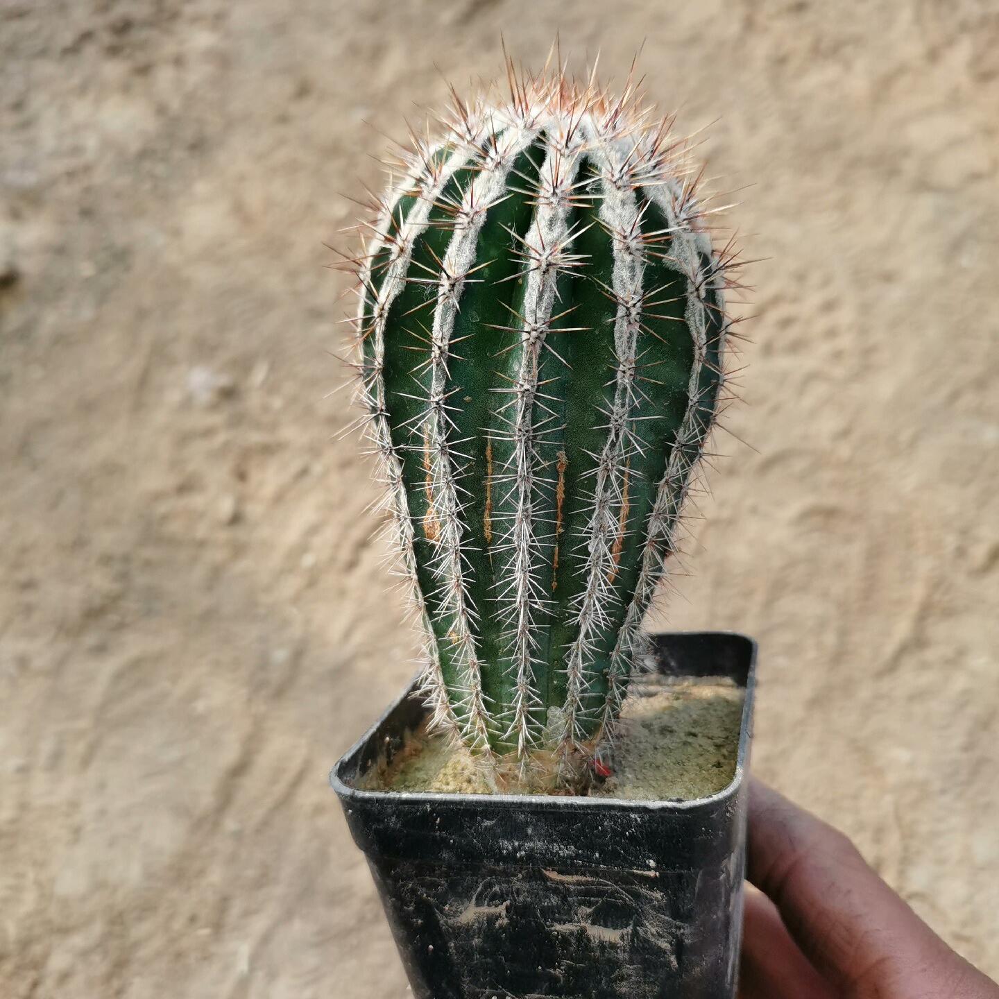 5-7cm Echinopsis tubiflora f.albamarginata‌