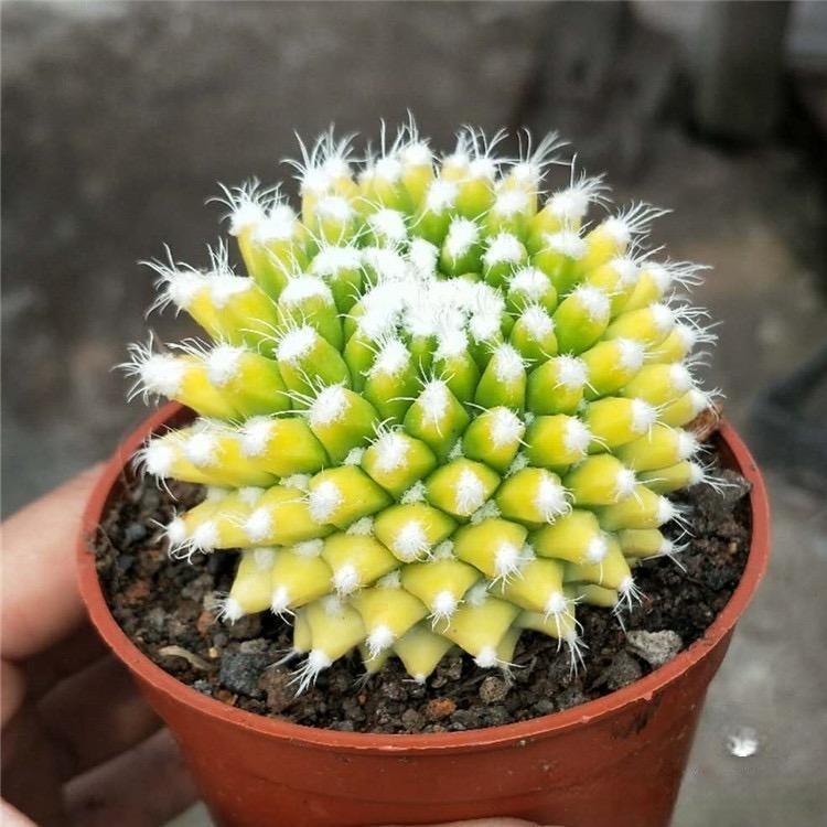 4-6cm Mammillaria magnimamma 'Toluca'* VAR