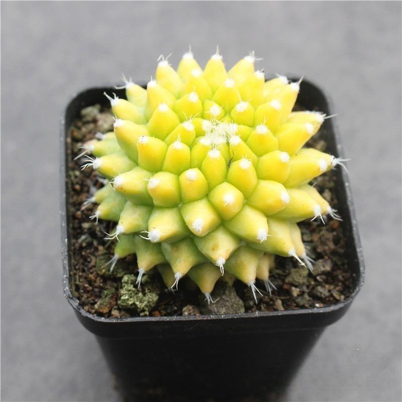 4-6cm Mammillaria magnimamma 'Toluca'* VAR
