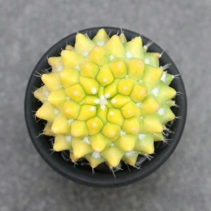 4-6cm Mammillaria magnimamma 'Toluca'* VAR