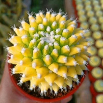 4-6cm Mammillaria magnimamma 'Toluca'* VAR