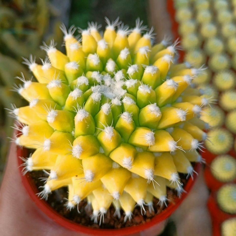 4-6cm Mammillaria magnimamma 'Toluca'* VAR