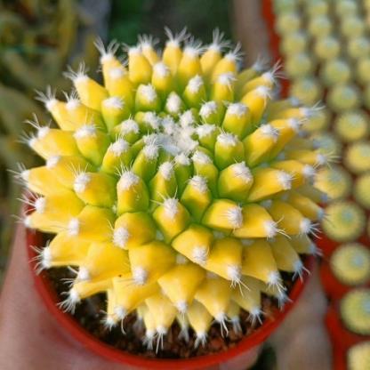 4-6cm Mammillaria magnimamma 'Toluca'* VAR
