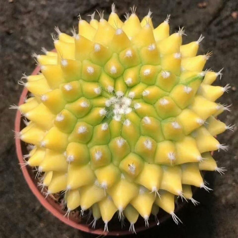 4-6cm Mammillaria magnimamma 'Toluca'* VAR