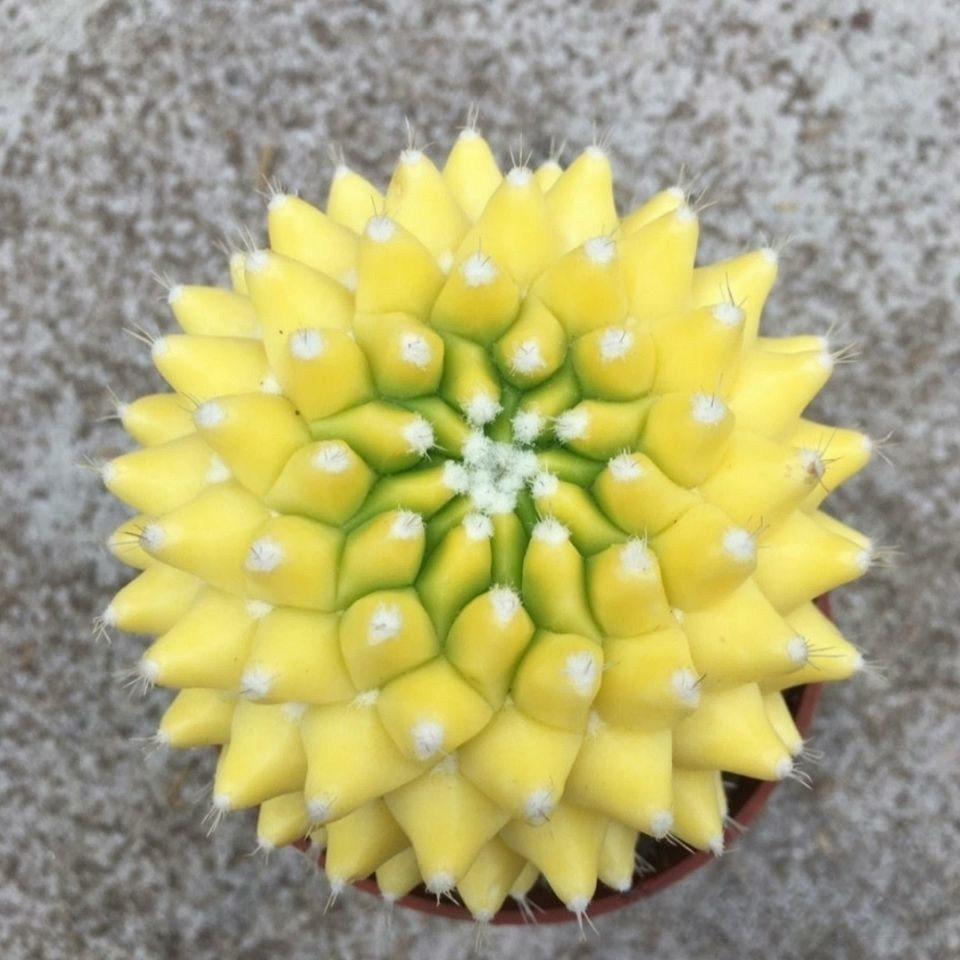 4-6cm Mammillaria magnimamma 'Toluca'* VAR