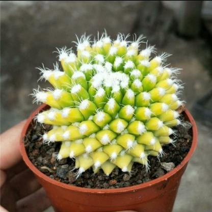 4-6cm Mammillaria magnimamma 'Toluca'* VAR