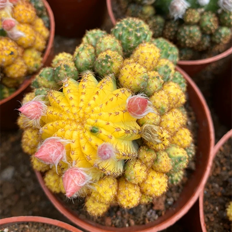 8-10cm Matucana aurantiaca(Vpl.) Bux