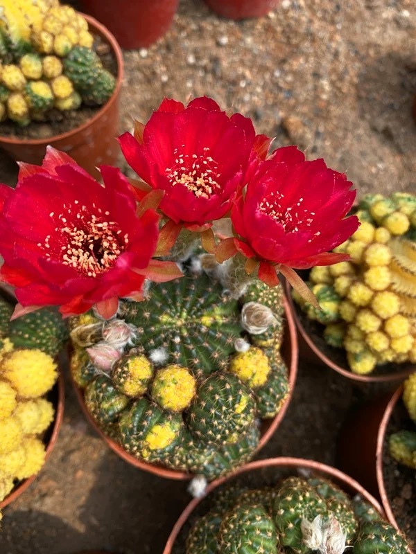 8-10cm Matucana aurantiaca(Vpl.) Bux