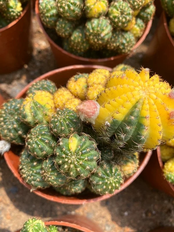 8-10cm Matucana aurantiaca(Vpl.) Bux