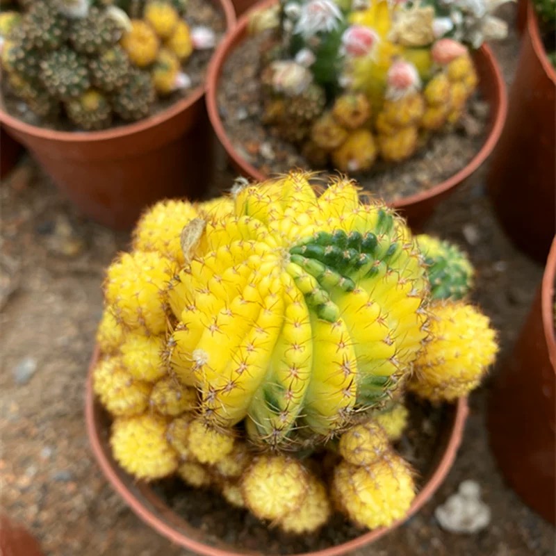 8-10cm Matucana aurantiaca(Vpl.) Bux