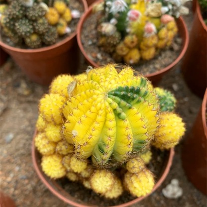 8-10cm Matucana aurantiaca(Vpl.) Bux