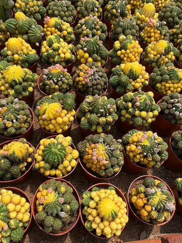 8-10cm Matucana aurantiaca(Vpl.) Bux