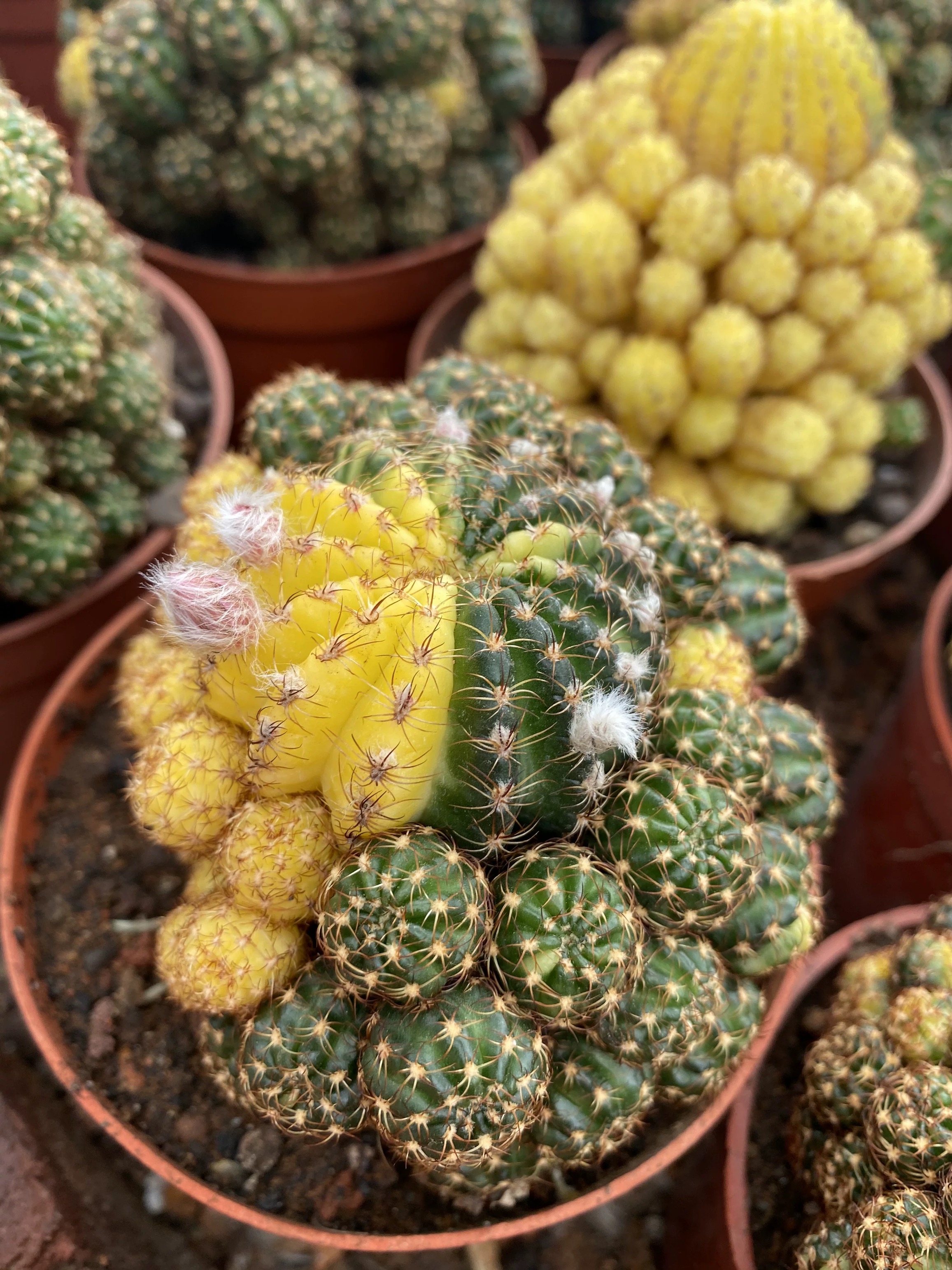 8-10cm Matucana aurantiaca(Vpl.) Bux