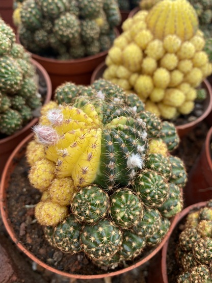 8-10cm Matucana aurantiaca(Vpl.) Bux