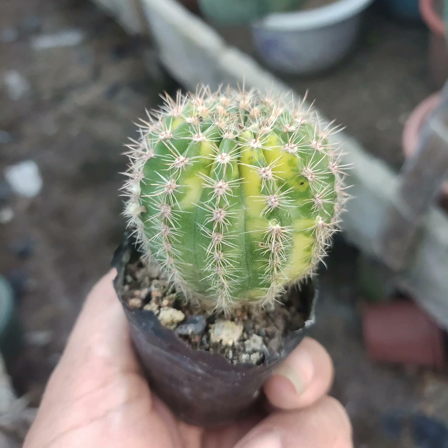 4-5cm Echinopsis cv. Schick Hybrids