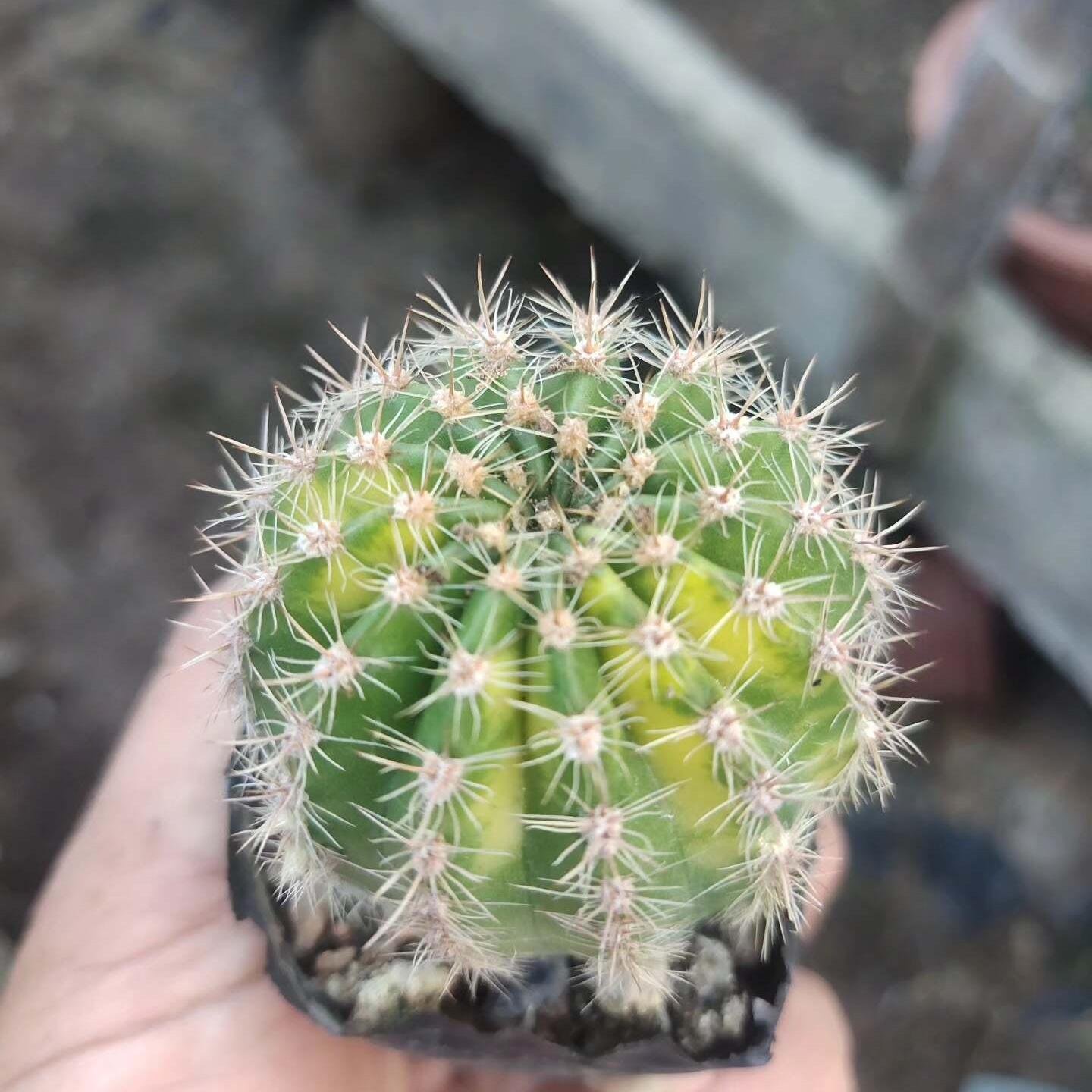 4-5cm Echinopsis cv. Schick Hybrids