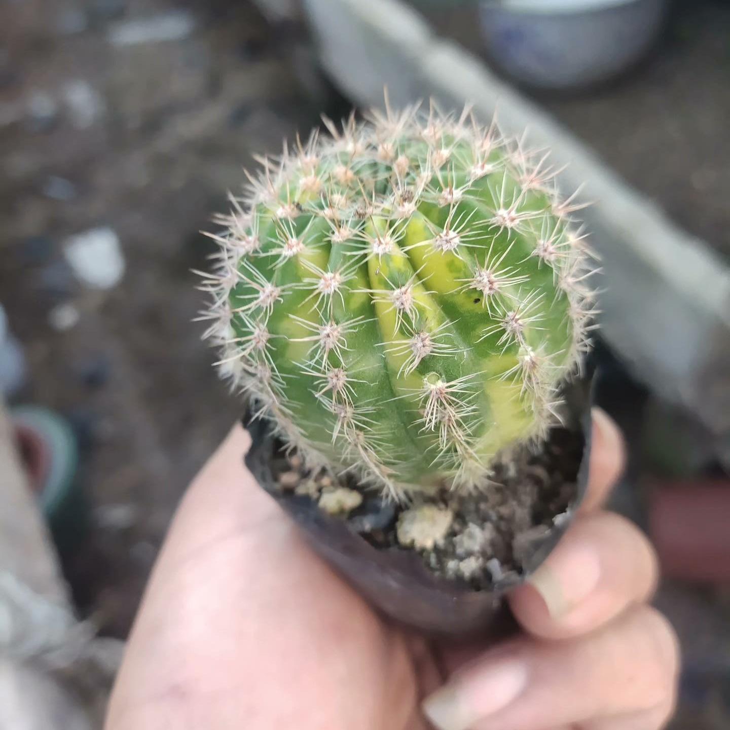 4-5cm Echinopsis cv. Schick Hybrids