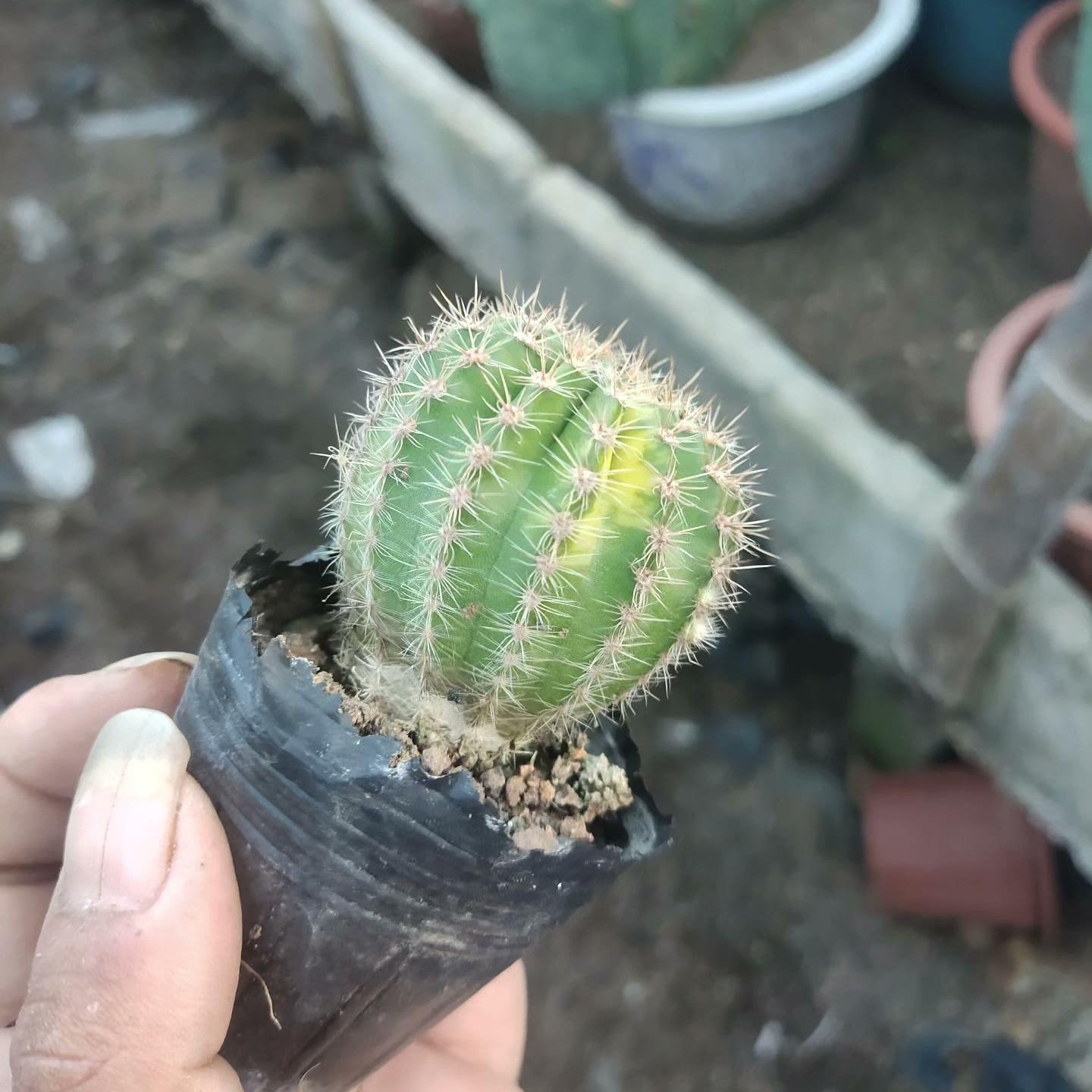 4-5cm Echinopsis cv. Schick Hybrids