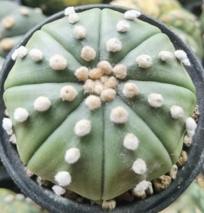 8-10cm astrophytum asterias