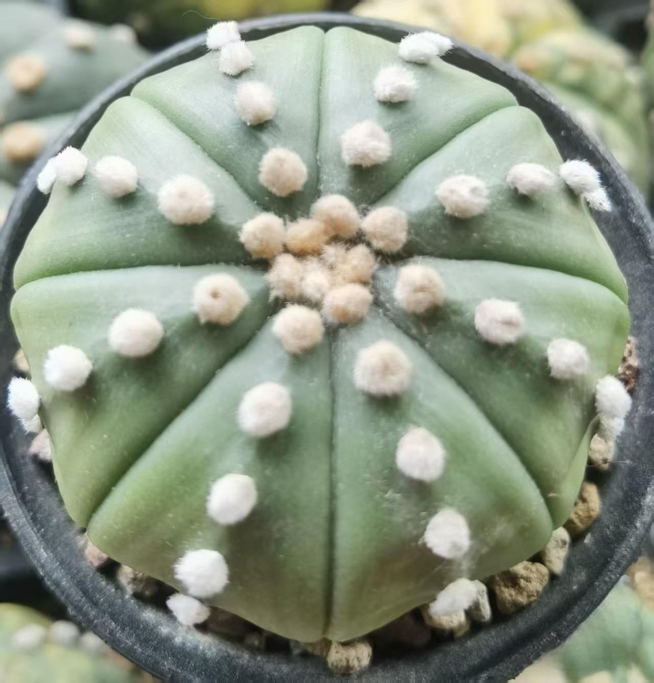 8-10cm astrophytum asterias