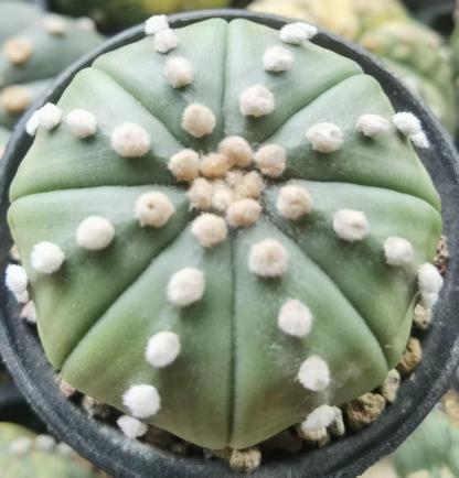 8-10cm astrophytum asterias