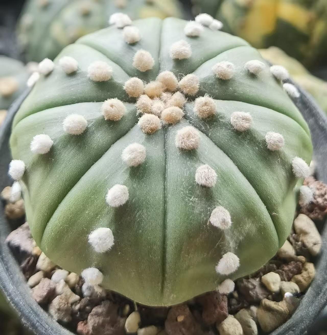 8-10cm astrophytum asterias