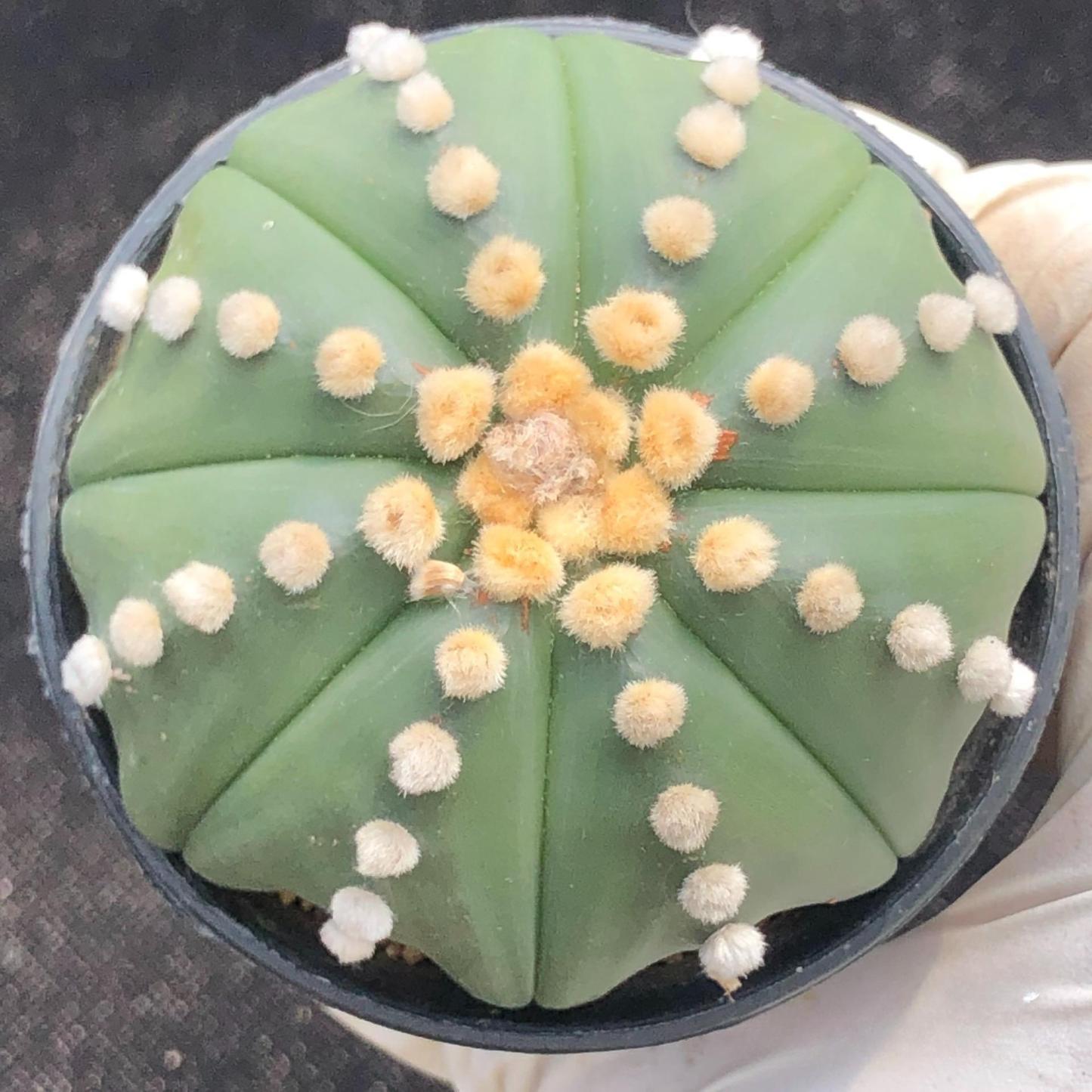 8-10cm astrophytum asterias