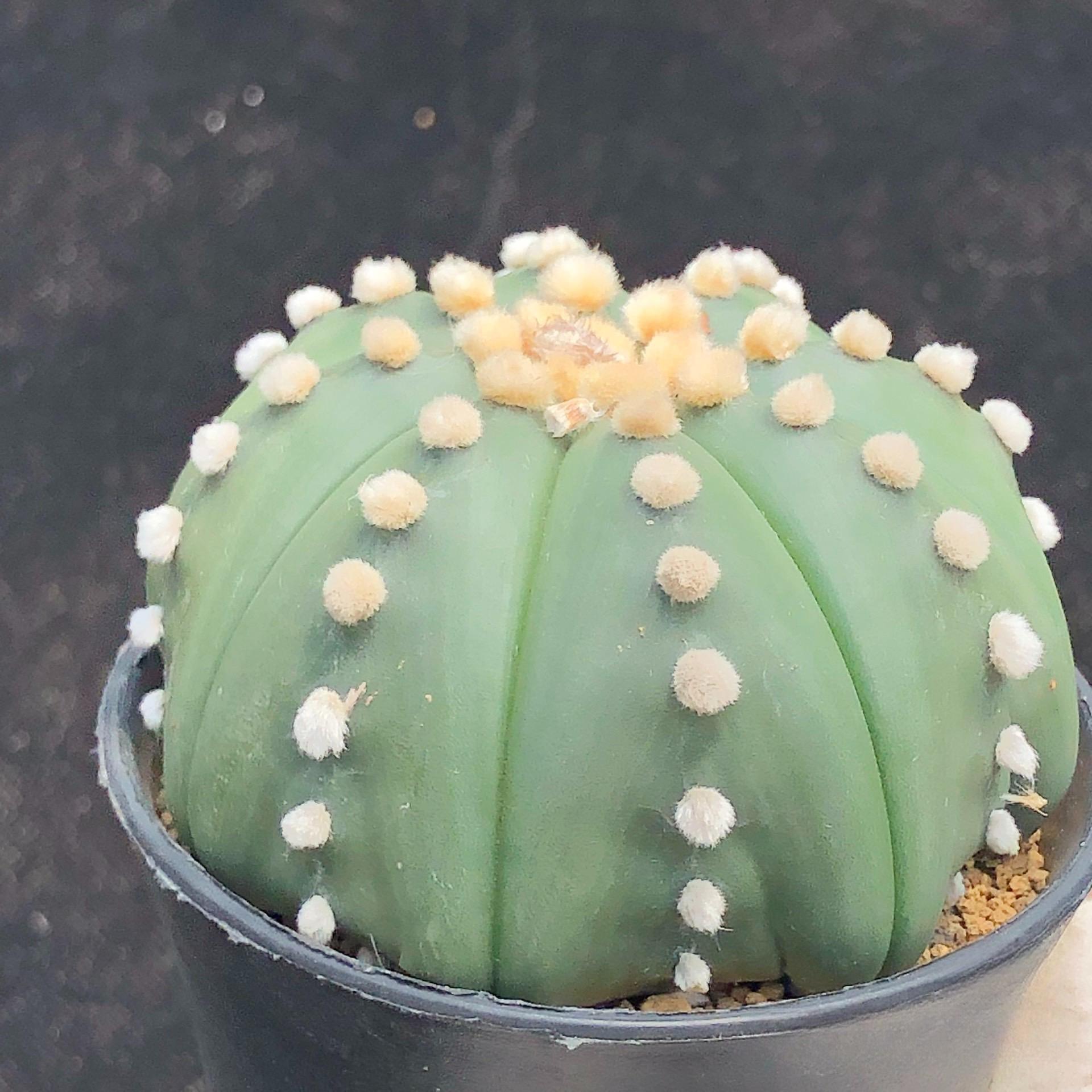 8-10cm astrophytum asterias