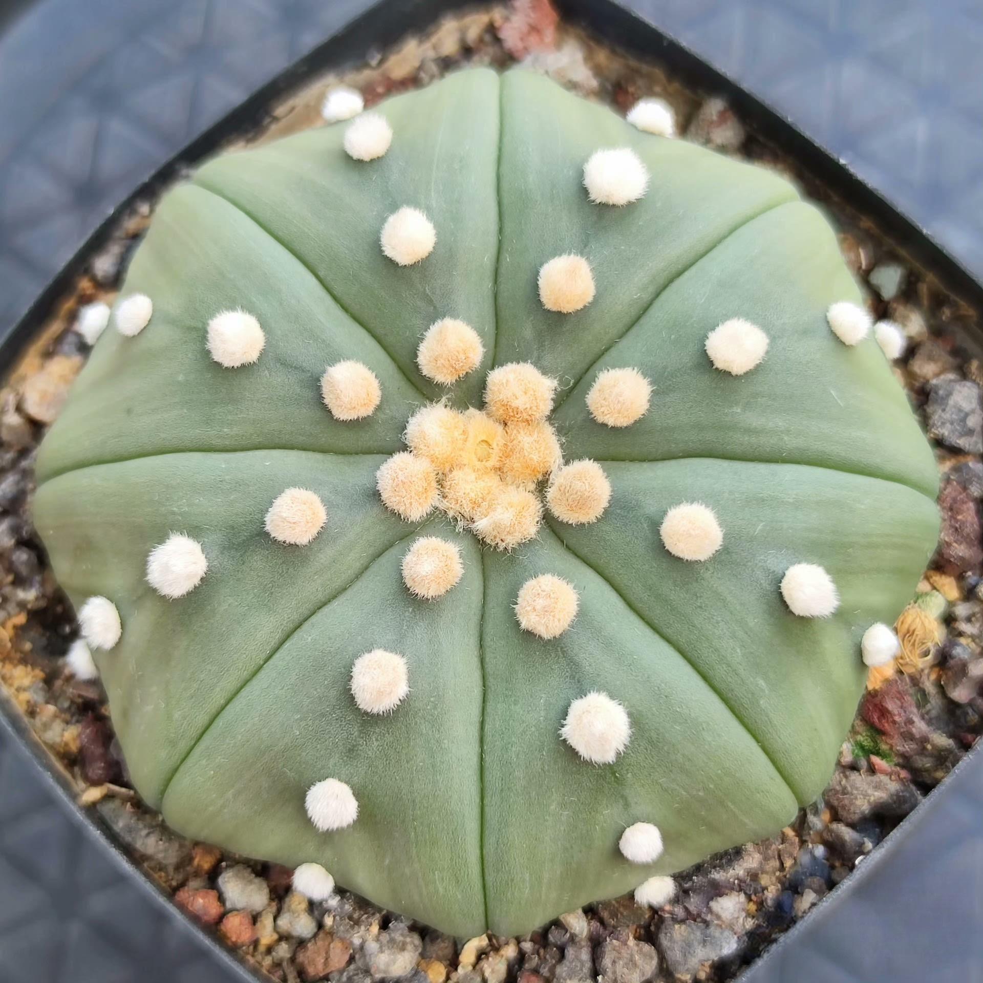 8-10cm astrophytum asterias