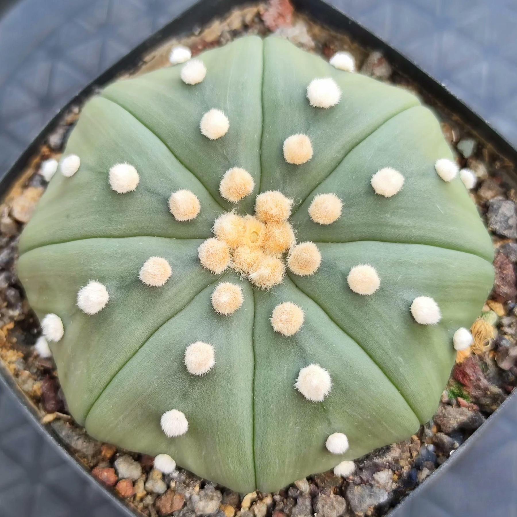 8-10cm astrophytum asterias